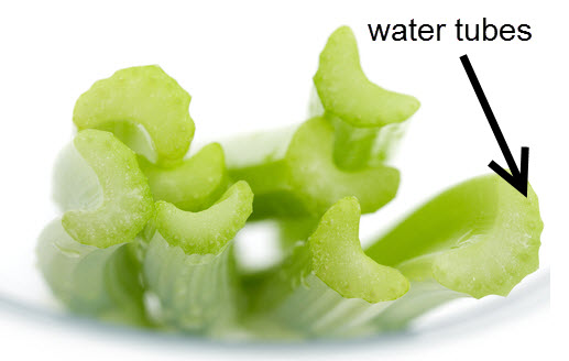 Cut celery stems